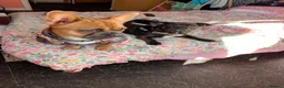 Mixed Breed dogs for sale: Shih Tzu x French Bulldog for sale - Advert 7