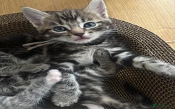 Ragcoon cats for sale: Beautiful Ragcoon Kittens - Image 7