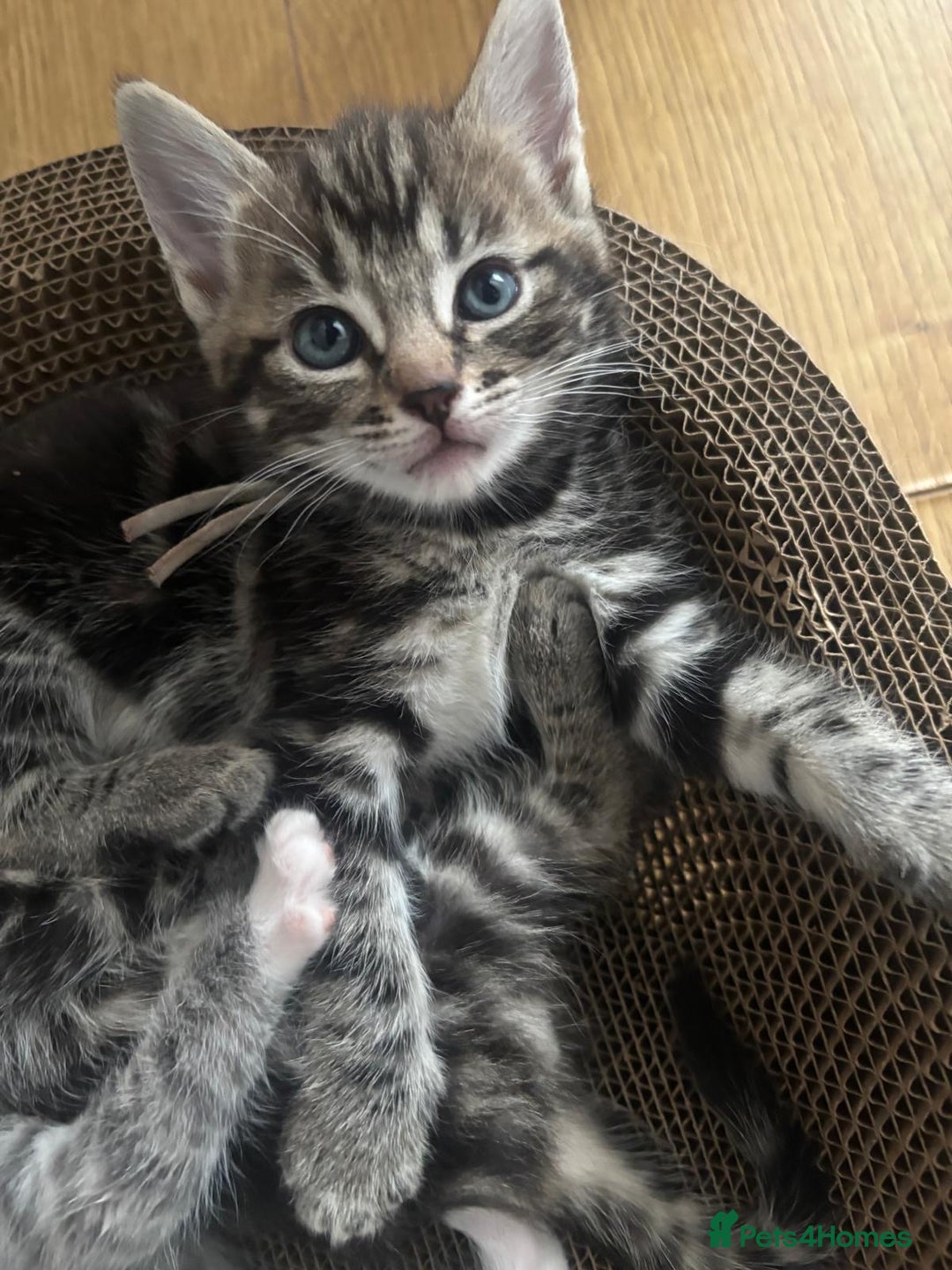 Ragcoon cats for sale: Beautiful Ragcoon Kittens - Image 7