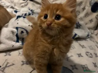 Domestic Shorthair cats 9 week old ginger kittens 2 boys and a girl - Advert 2