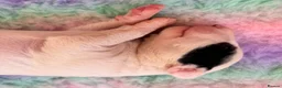 English Bull Terrier dogs for sale: TWO BEAUTIFUL GIRLS READY TO LEAVE  - Advert 7