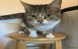 British Shorthair cats for sale: Cats for rehoming  - Image 1