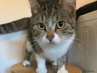 British Shorthair cats - Advert 10