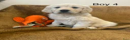 Golden Retriever dogs for sale: KC Registered Golden Retriever Puppies - Advert 10