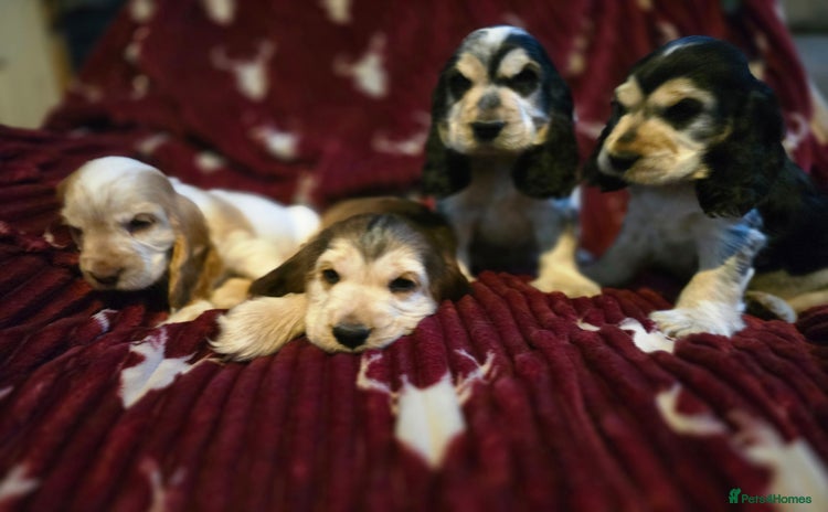 Cocker Spaniel dogs - Advert 1