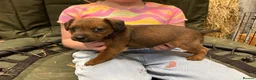 Patterdale Terrier dogs for sale: Patterdale cross Lakeland  - Advert 3