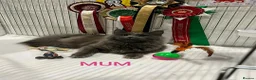 Maine Coon cats for sale: OUTSTANDING SHOW QUALITY MAINE COON KITTENS  - Advert 10