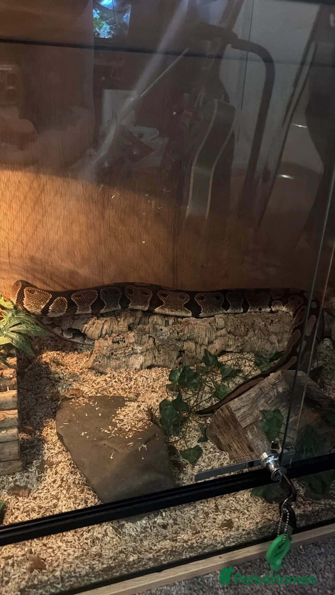 Python Snake reptiles for sale: Standard royal ball python  in Tiverton - Advert 2