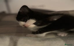 Domestic Shorthair cats for sale: Beautiful friendly Kittens  - Image 25