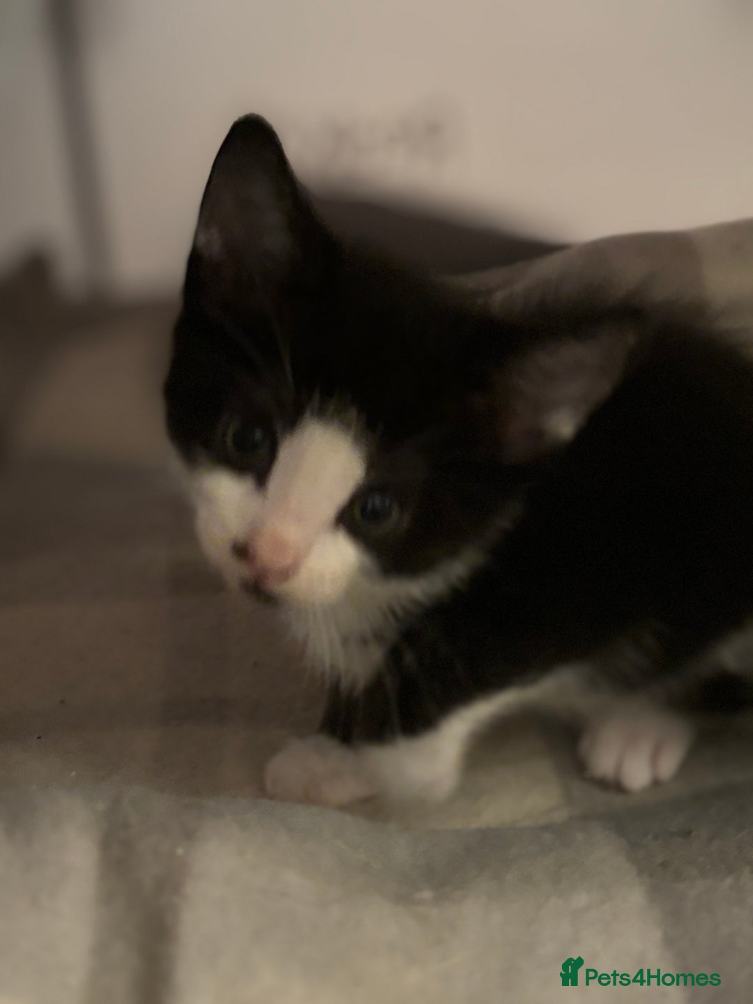 Domestic Shorthair cats for sale: Beautiful friendly Kittens  - Image 25