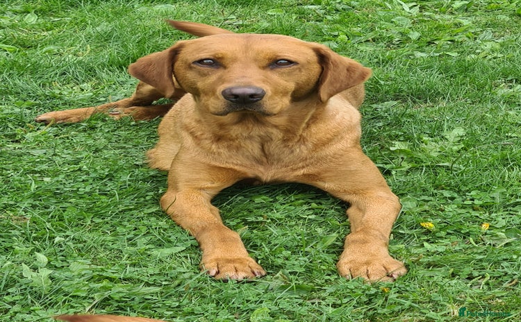 Labrador Retriever dogs - Advert 5