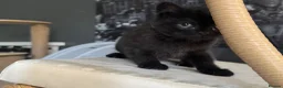 Scottish Fold cats for sale: Scottish Fold class & chinchilla Kittens Available - Advert 28