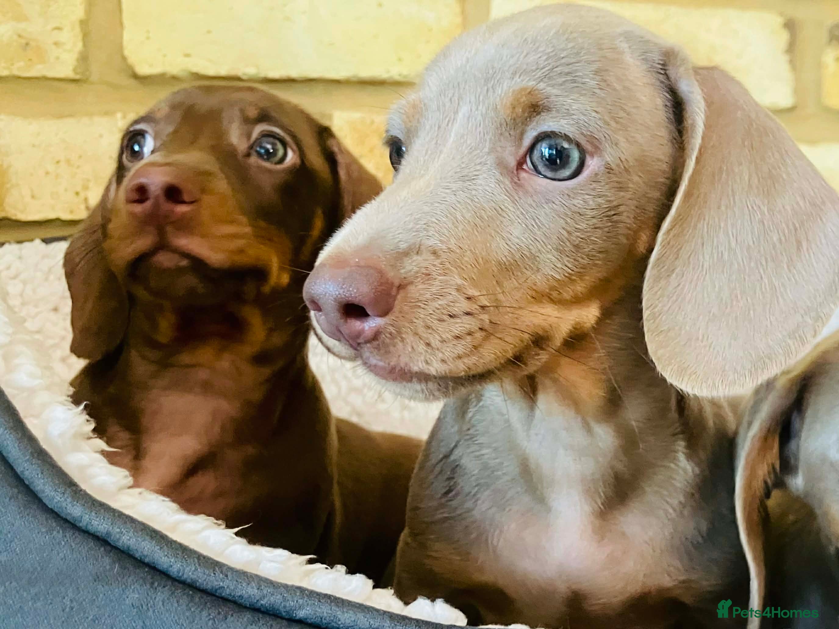 Miniature Dachshund dogs READY NOW PRA Cord 1, DM, OI Clear Mini Daxies - Advert 13