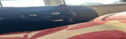 Mixed Breed cats for sale: Beautiful friendly Black 11 month old kitten  in Leeds - Advert 5