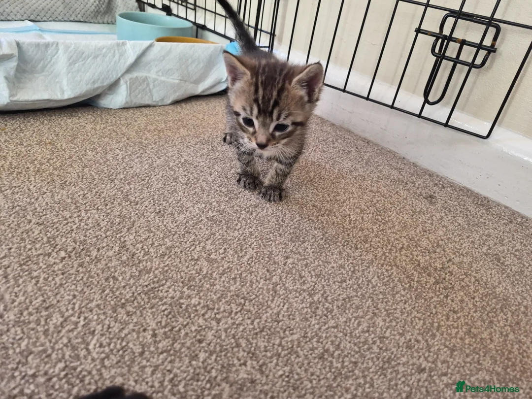 Mixed Breed cats for sale: Silver Tabby Male  - Advert 2