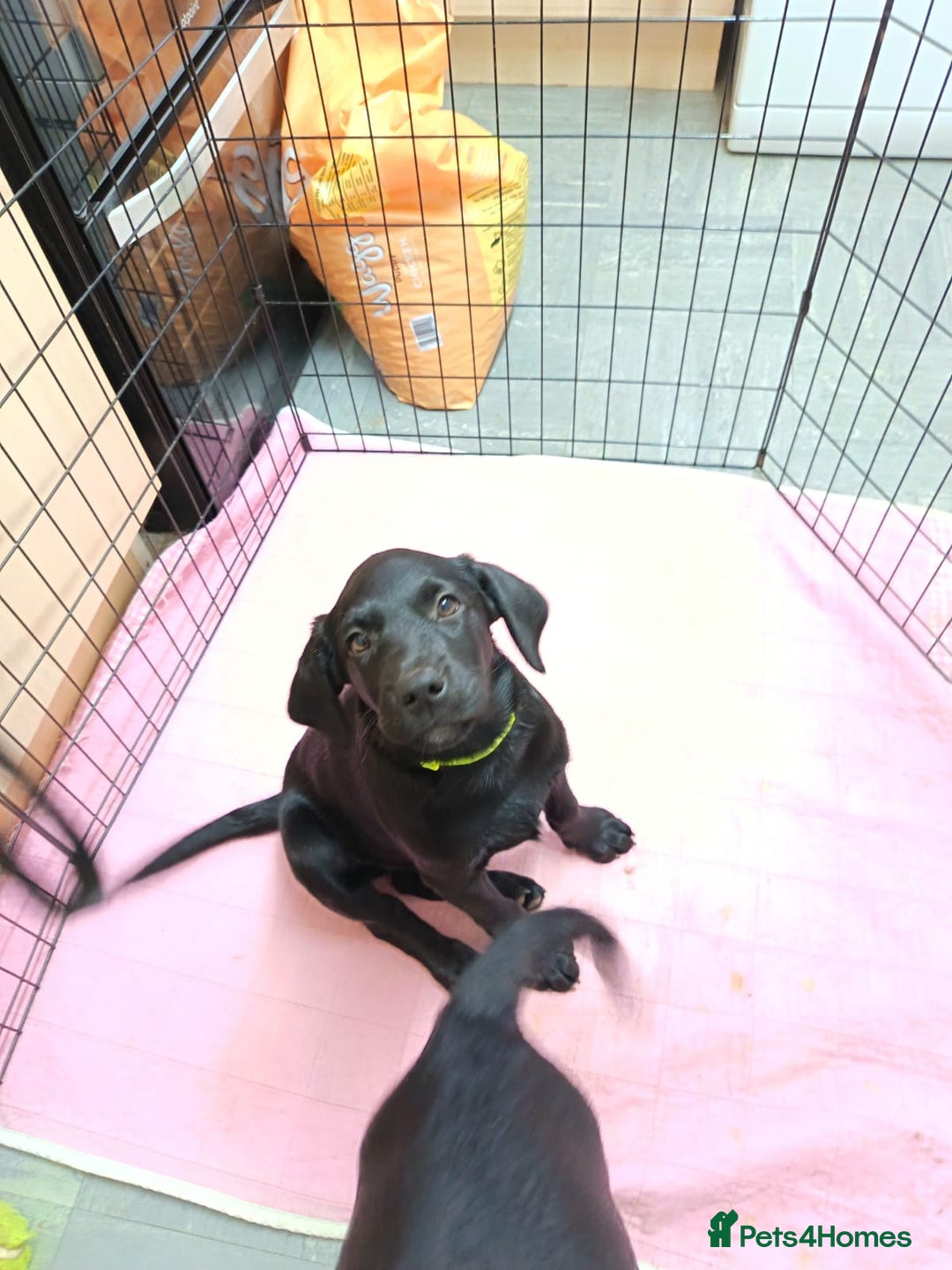 Labrador Retriever dogs for sale: Labrador Puppies  - Advert 18