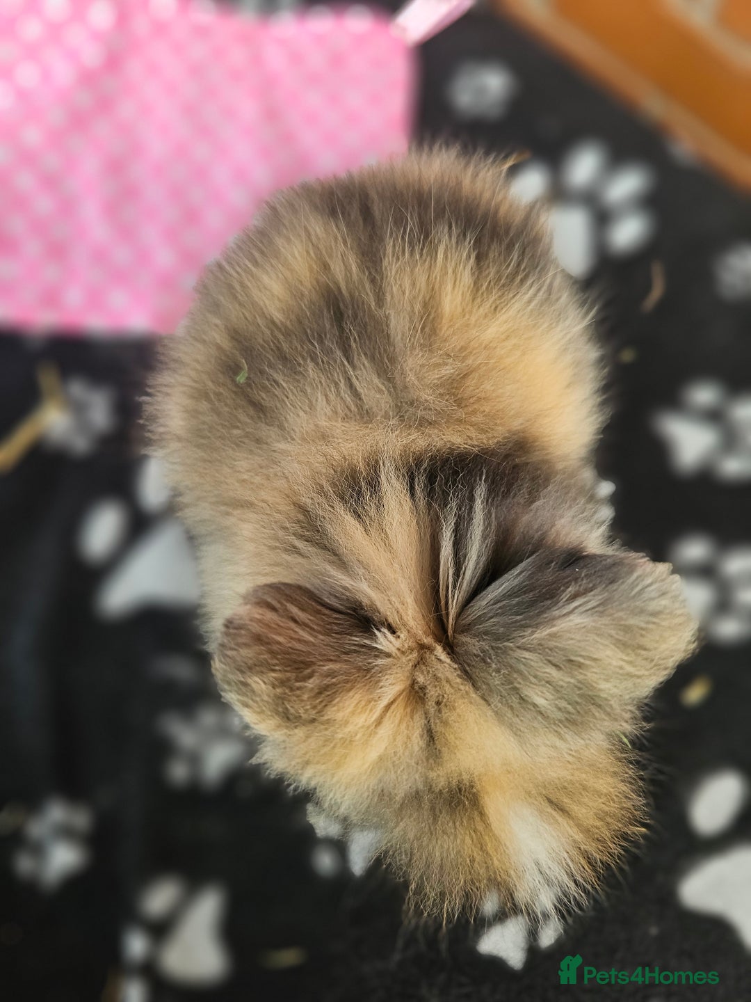 Lionhead rabbits for sale: Double Maned Lionhead  - Image 8