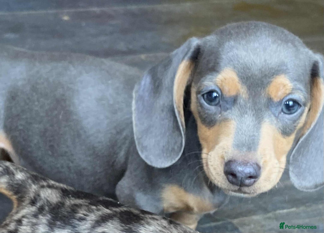 Dachshund dogs for sale: Miniature Dachshund  - Image 7