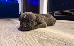 American Bully dogs for sale: 10 beautiful American Bullies🤍 - Advert 5
