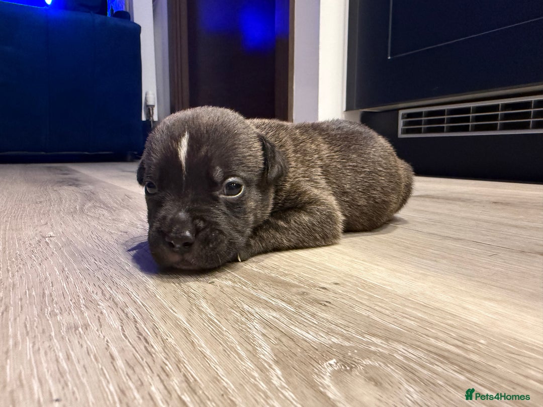 American Bully dogs for sale: 10 beautiful American Bullies🤍 - Advert 5