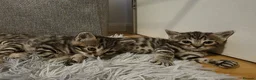 Mixed Breed cats for sale: 4 beautiful kittens looking for loving homes 🐾 - Advert 5