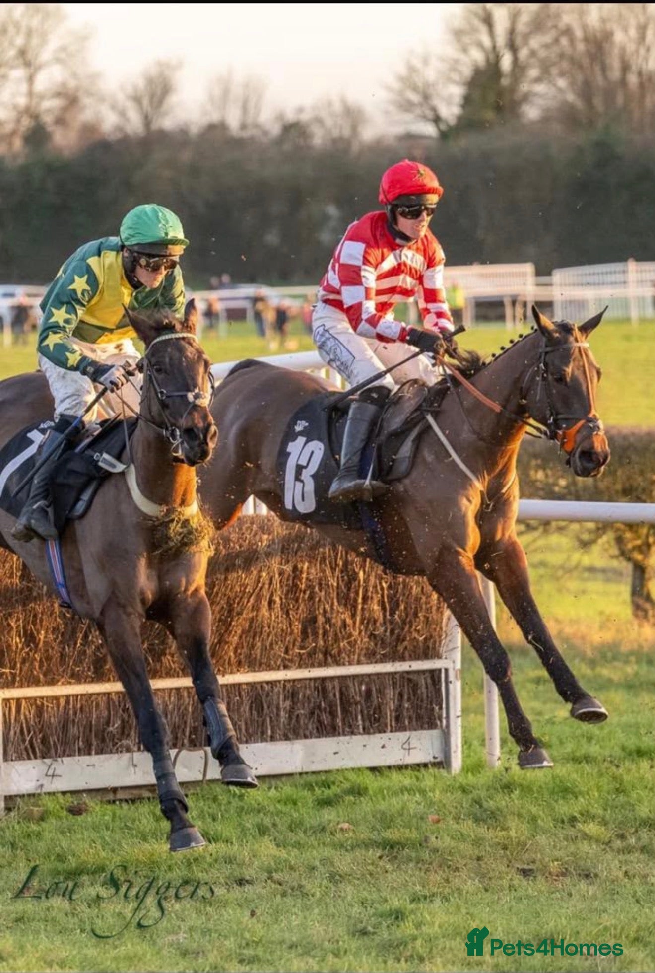English Thoroughbred horses Racehorse for sale - Priced to sell - Advert 1
