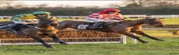 English Thoroughbred horses for sale: Racehorse for sale - Priced to sell - Advert 1
