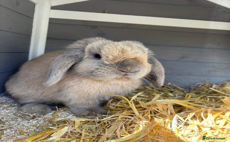 Mini Lop rabbits - Advert 1