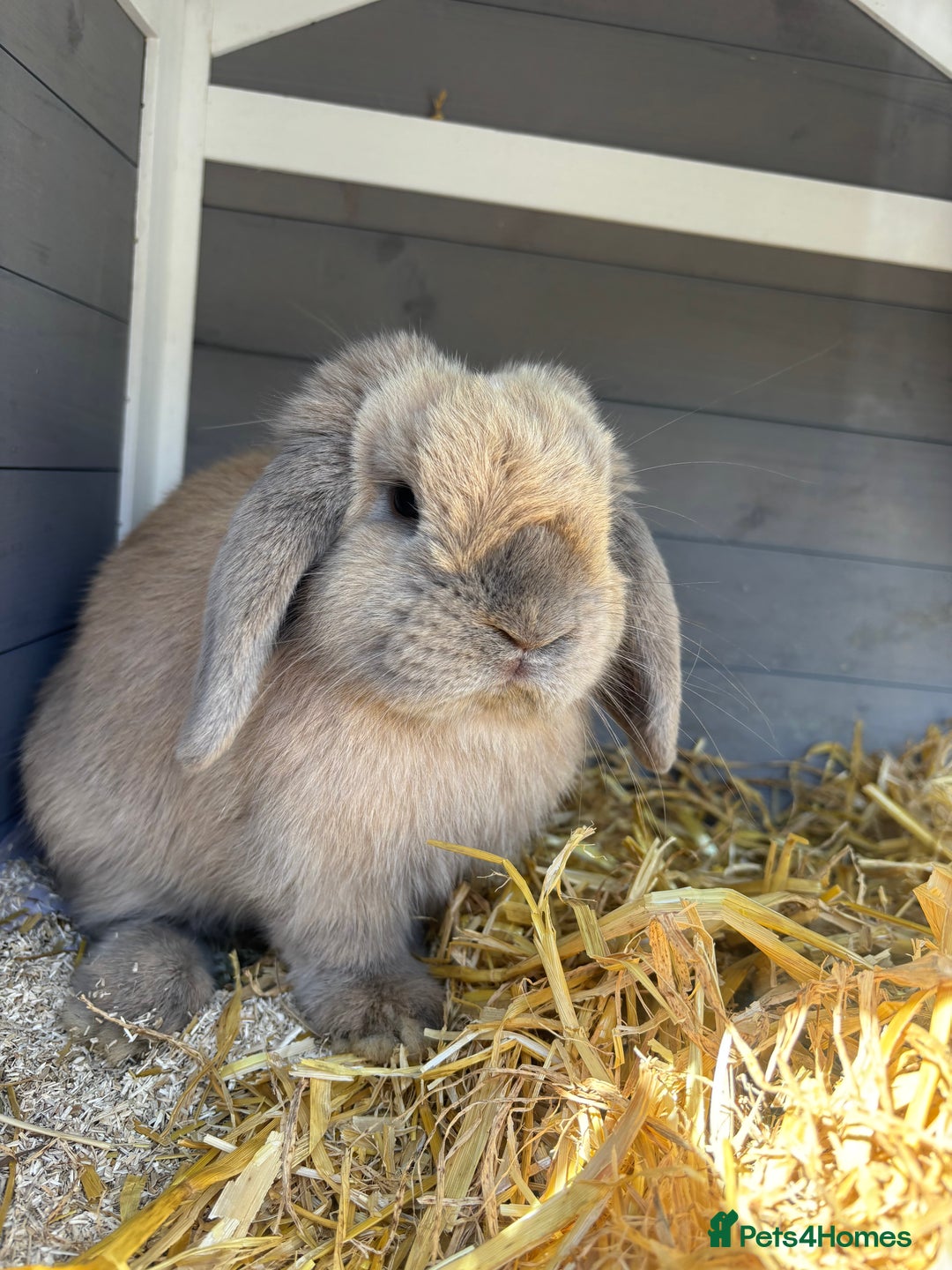 Mini Lop rabbits for sale: Beautiful 8 month mini lop (pet home only)  - Image 1