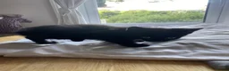 British Shorthair cats for sale: 4 Black Kittens in Dover - Advert 8