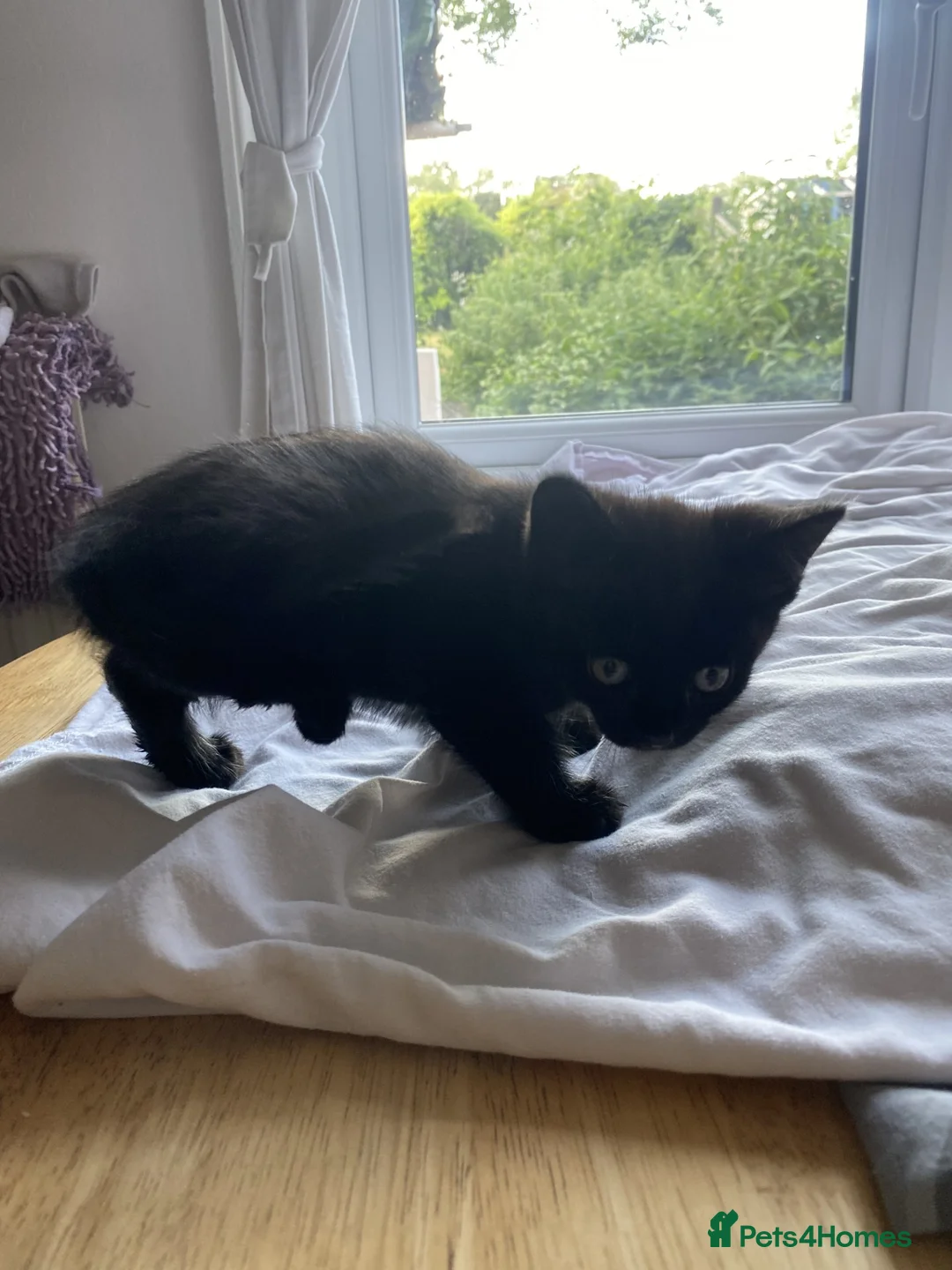 British Shorthair cats for sale: 4 Black Kittens in Dover - Advert 8