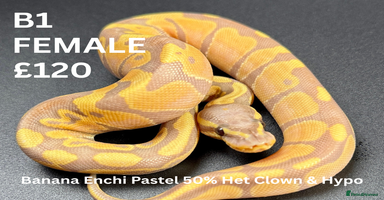 Python Snake reptiles - Advert 6