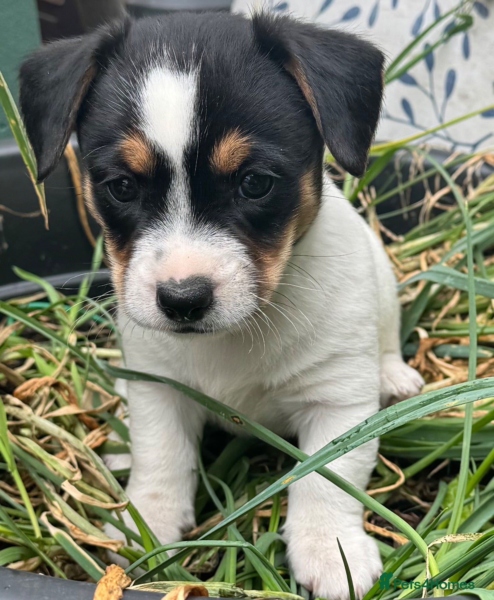 Mixed Breed dogs 6 mixed puppies looking for a new home. - Advert 2