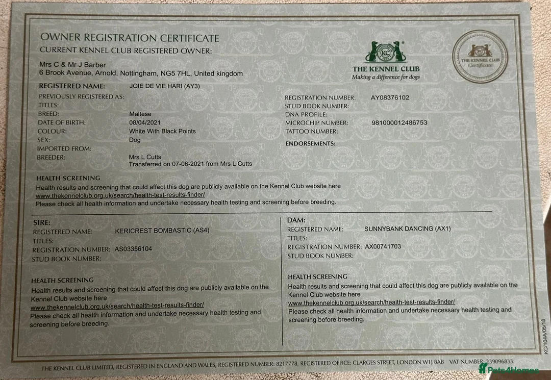 Maltese dogs for adoption: Meet Milo – a Lovely little Boy for a  Loving Home - Advert 16