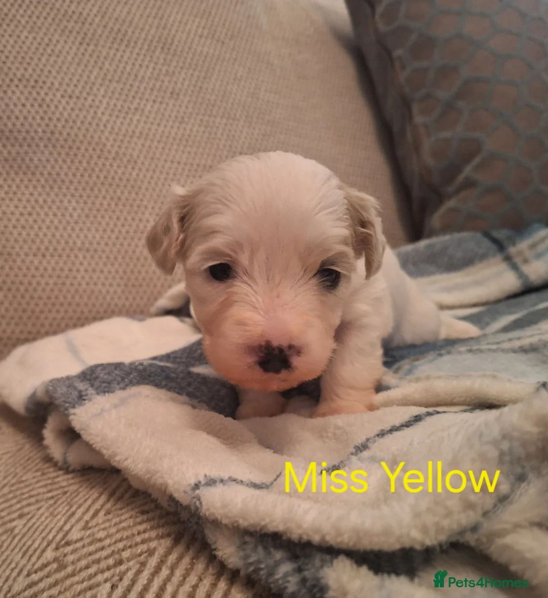 Cavachon dogs for sale: Beautiful Cavachon Puppies Needing Forever Homes - Advert 9