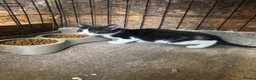 Domestic Shorthair cats for sale: Black and black and white kittens - Advert 4