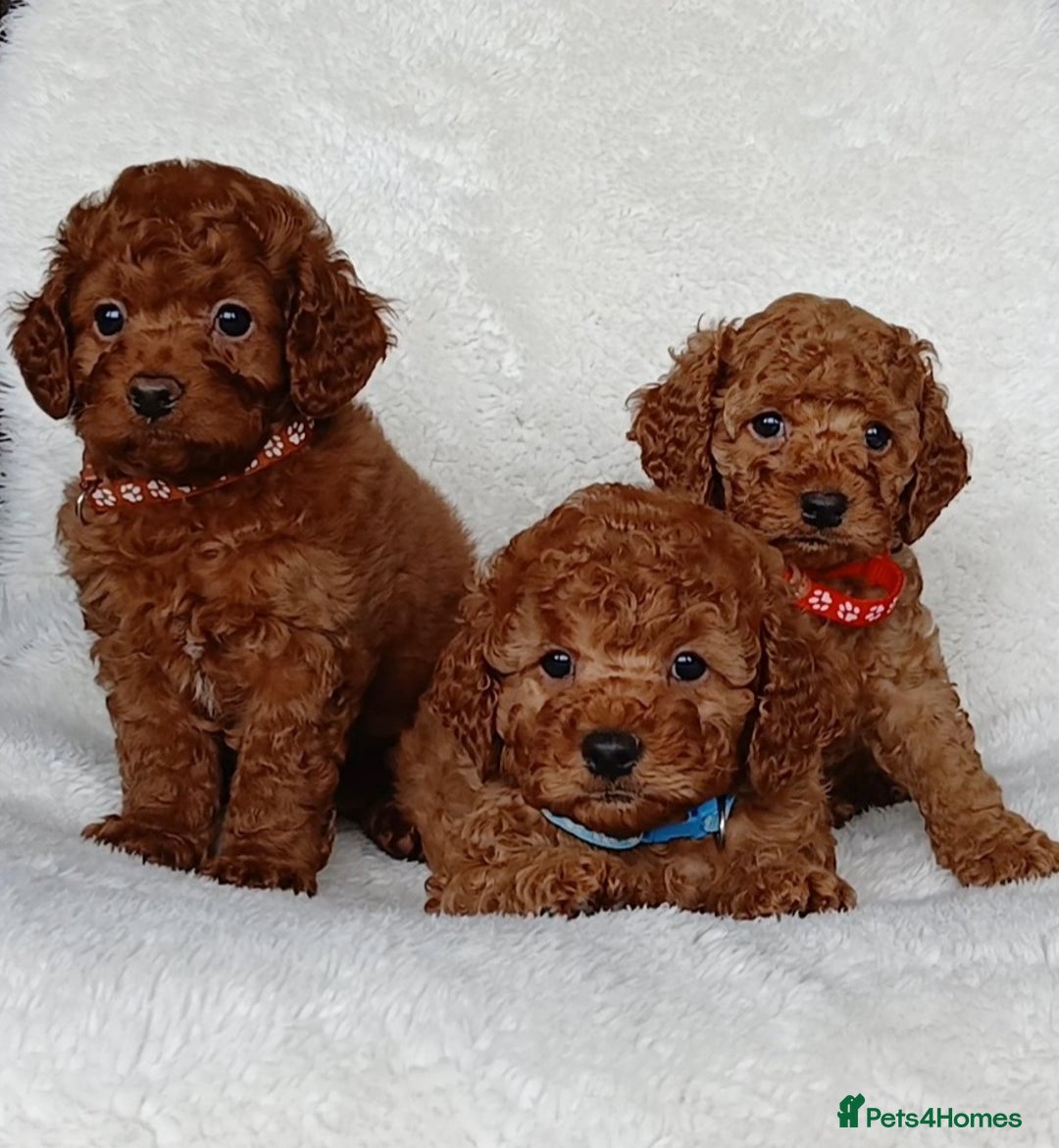 Cavapoo dogs for sale: Exquisite F1B Cavapoo Puppies - Image 9