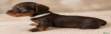 Miniature Dachshund 2