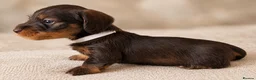Miniature Dachshund dogs for sale: Miniature chocolate wirehaired dachshunds  - Advert 4