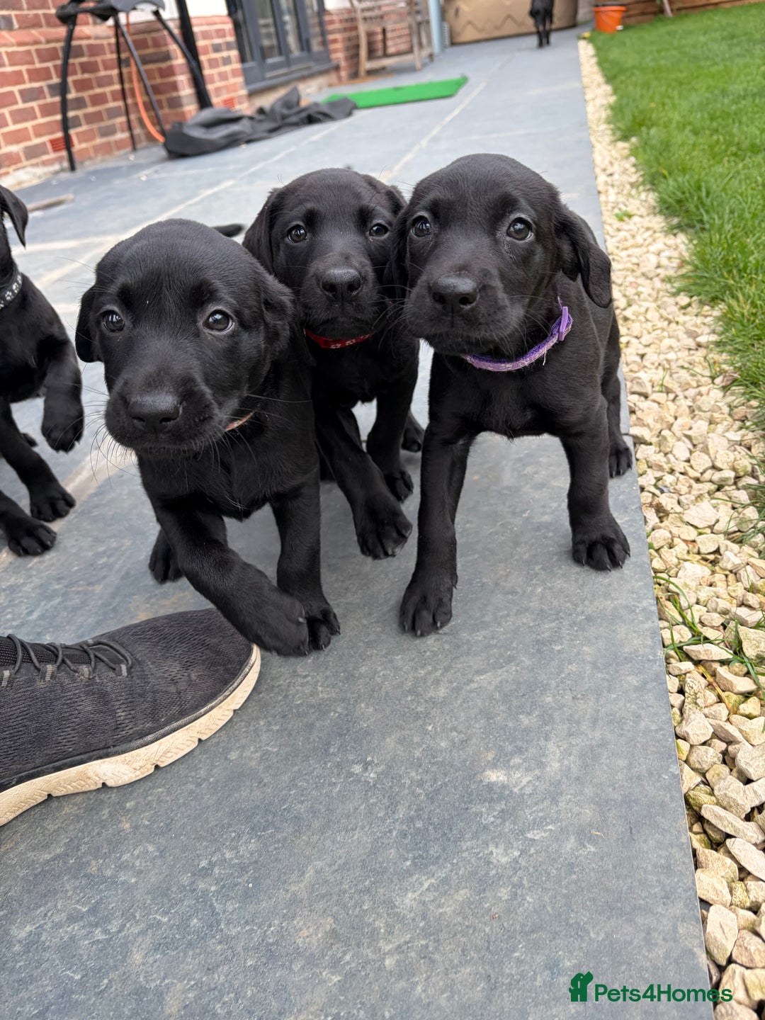 Mixed Breed dogs for sale: Black lab X GSP puppy 1 male remaining  - Advert 6