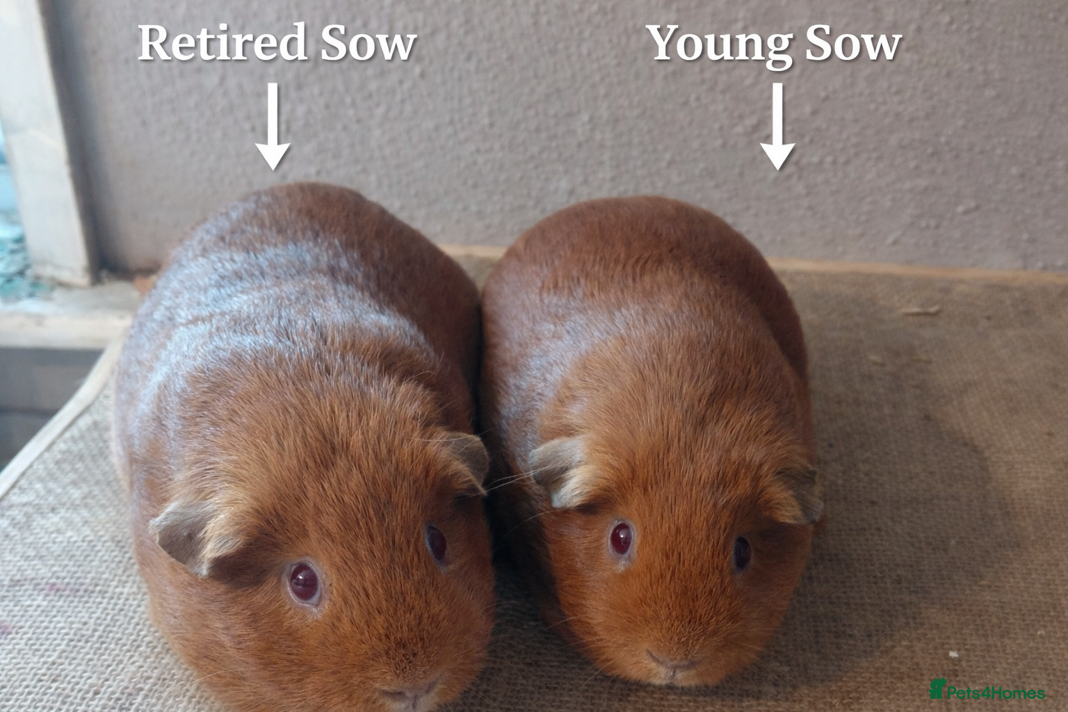 Guinea Pig rodents PE Golden and Abyssinians Available   - Advert 3