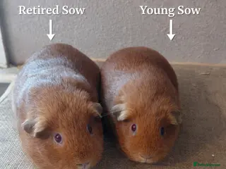 Guinea Pig rodents PE Golden and Abyssinians Available - Advert 3