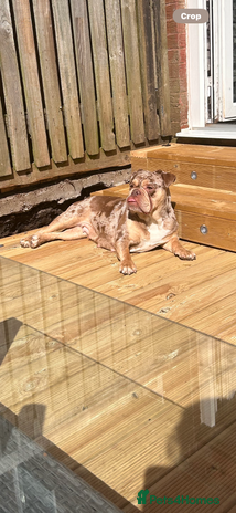 Mixed Breed dogs - Advert 1