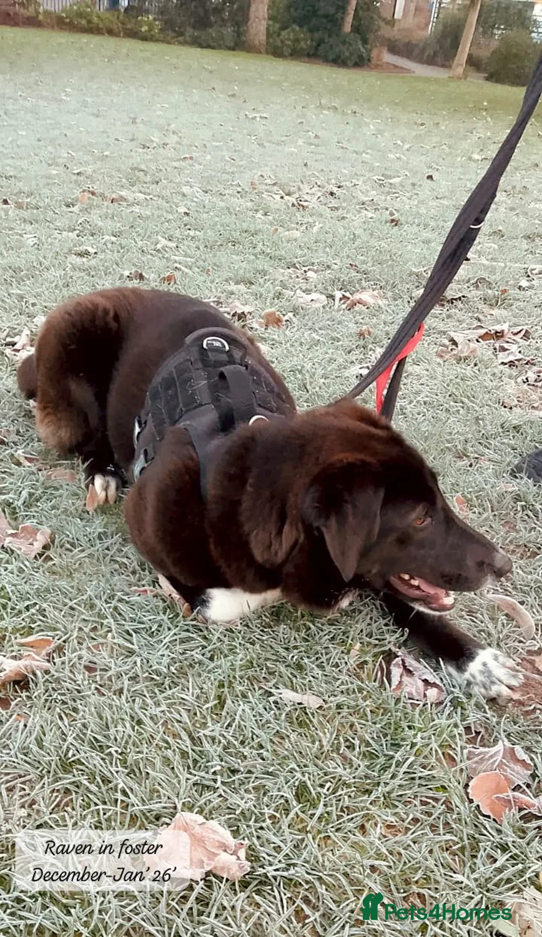 Mixed Breed dogs for adoption: Raven, 1.5 yrs approx. Is ADOPTED - Advert 18