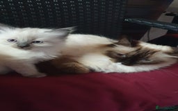 Perdoll cats for sale: RAGDAL KITTENSS  - Image 11