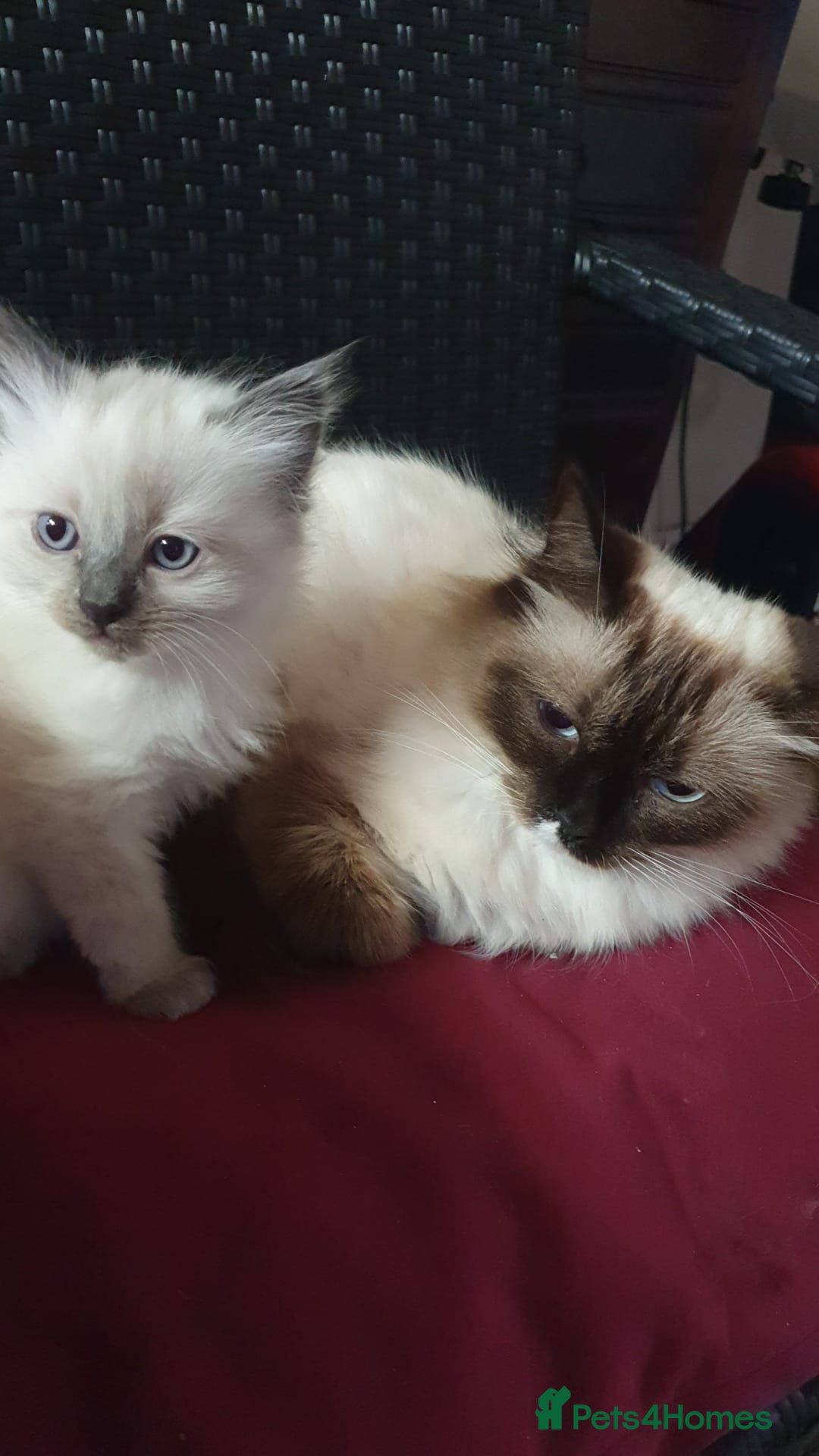 Perdoll cats for sale: RAGDAL KITTENSS  - Image 11