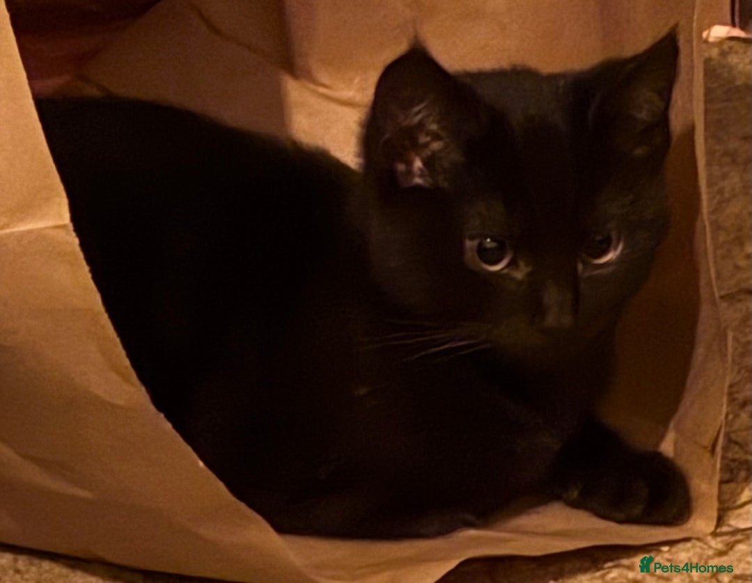 Mixed Breed cats for sale: Mixed Russian Blue, Ragdoll and Tabby  - Advert 1