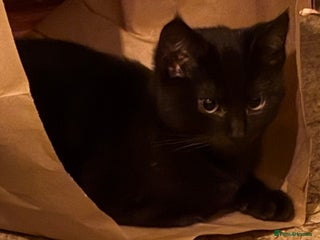 Mixed Breed cats Mixed Russian Blue, Ragdoll and Tabby - Advert 1