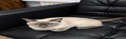 Siamese cats for sale: Siamese cat - Advert 7