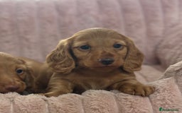 Dachshund dogs for sale: Beautiful miniature long hair dachshund - Image 11